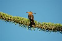 Madagascar Hoopoe - Upupa marginata