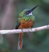 Rufous-tailed Jacamar - Galbula ruficauda