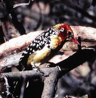 Red-and-yellow Barbet - Trachyphonus erythrocephalus