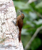 Cinnamon-throated Woodcreeper - Dendrexetastes rufigula