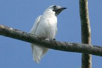 Bare-throated Bellbird - Procnias nudicollis