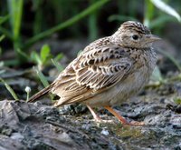 Oriental Skylark - Alauda gulgula