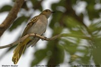 Yellow-spotted Nicator - Nicator chloris