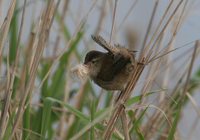 Marsh Wren - Cistothorus palustris