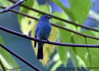 Verditer Flycatcher - Eumyias thalassina