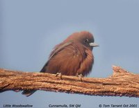 Little Woodswallow - Artamus minor