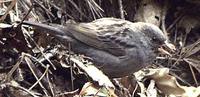 Gray Bunting - Emberiza variabilis