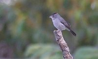 Pileated Finch - Coryphospingus pileatus