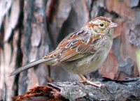 Bachman's Sparrow - Aimophila aestivalis