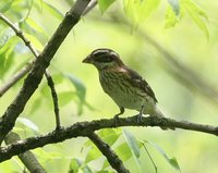 Rose-breasted Grosbeak - Pheucticus ludovicianus