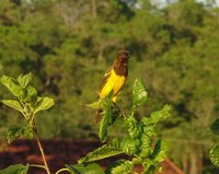 Yellow-rumped Marshbird - Pseudoleistes guirahuro