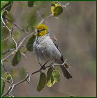 Verdin at Patagonia Lake State Park