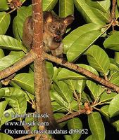 Otolemur crassicaudatus UK: Greater Galago