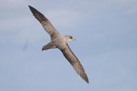 Grey Petrel (Procellaria cinerea)