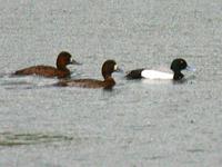 Greater Scaup. Photo by Greg Gillson