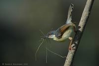 Ashy Prinia