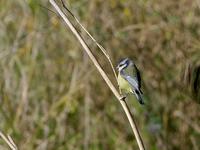 Chapim azul - Cyanistes caeruleus (Parus caeruleus) - Blue Tit