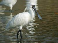 Black-faced Spoonbill