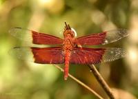 Neurothemis fluctuans?