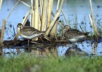 Sharp-tailed Sandpipers