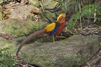 Golden Pheasant