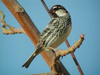 Spanish Sparrow (Passer hispaniolensis)