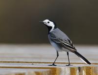 Pied Wagtail (Motacilla alba)