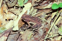 : Bufo crucifer