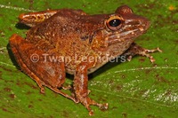: Craugastor taurus