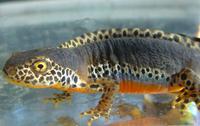 : Mesotriton alpestris cyreni; Alpine Newt