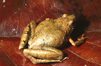 : Microhyla berdmorei