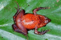 : Physalaemus olfersii; Ra-bugio