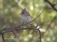 : Baeolophus inornatus; Oak Titmouse