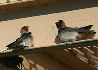 : Hirundo pyrrhonota; Cliff Swallow