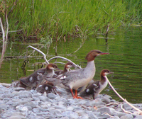 : Mergus merganser; Common Merganser