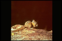 : Tamias amoenus; Yellow-pine Chipmunk