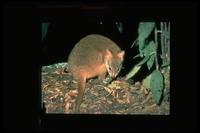 : Thylogale billardierii; Red-bellied Pademelon