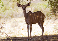 : Tragelaphus imberbis; Lesser Kudu