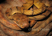 : Boiga cynodon; Dog-toothed Cat Snake