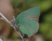 : Callophrys perplexa; Bramble Green Hairstreak