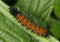 : Euphydryas phaeton; Baltimore Checkerspot