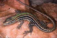 : Kentropyx paulensis