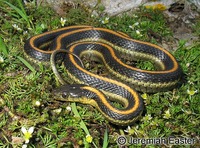 : Thamnophis atratus zaxanthus; Diablo Gartersnake