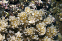 : Pocillopora verrucosa