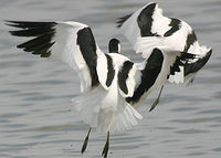 Avocets