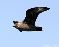 South Polar Skua. Skuas everywhere! 30 September 2006. Photo by Jay Gilliam