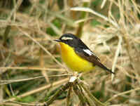 Yellow-rumped     (or Tricolored) Flycatcher