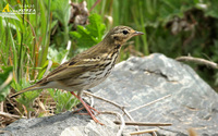 Fig. 17. Olive-backed  Pipit : 힝둥새