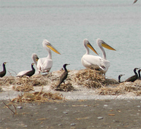 Dalmatian Pelicans