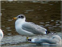 큰검은머리갈매기  Larus ichthyaetus